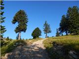 Kranjski Rak - Gradišče (Velika planina)